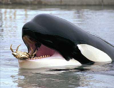 Killer Whale Eating