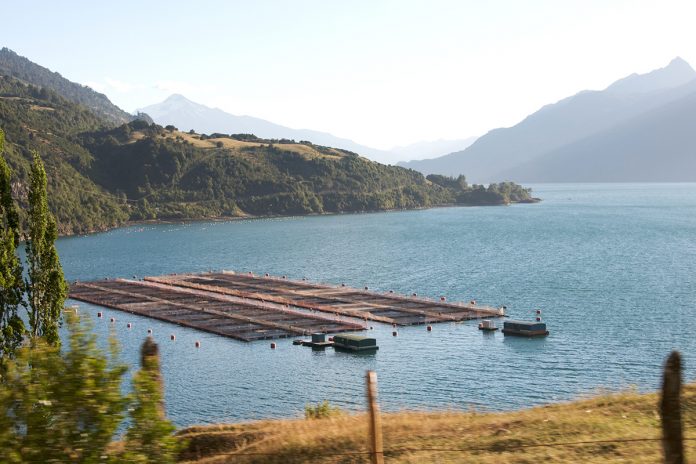 Farmed salmon pens 8