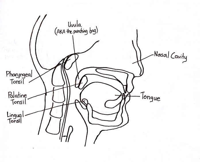 The Peak Week 11 - Tonsils - Zach Chan