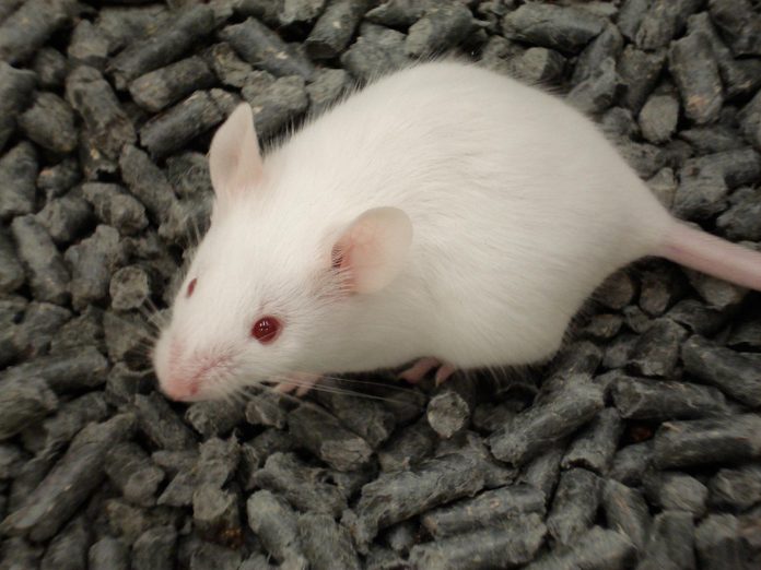 News- Animal research- flickr/rick eh