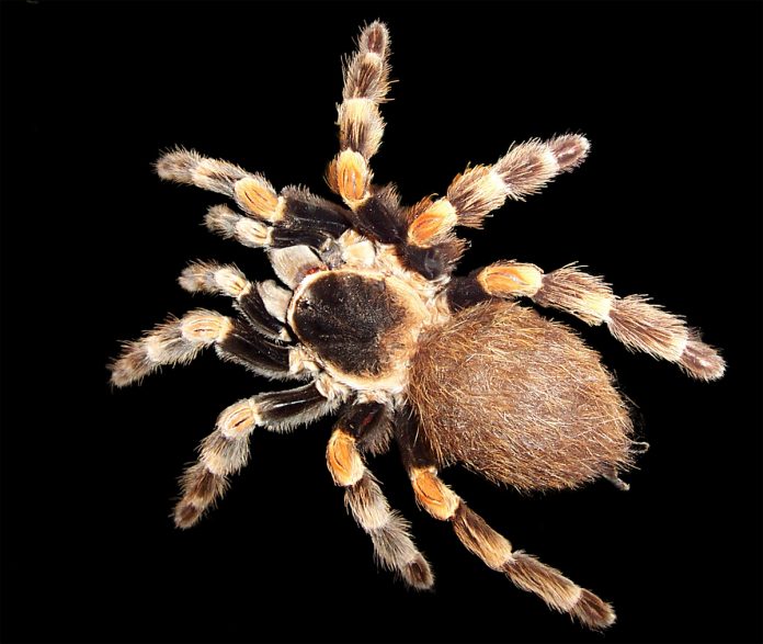 Brachypelma_edit