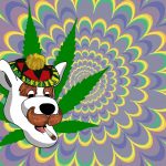 SFSS turns Highland Pub into marijuana dispensary