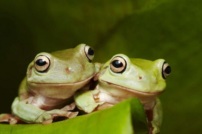 Frogs