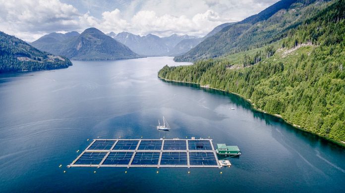 Atlantic-salmon-farm-0093