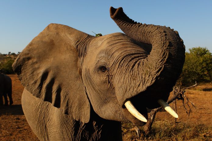 An African Safari