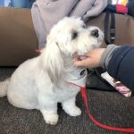 Dog Therapy helps stressed students during exam period