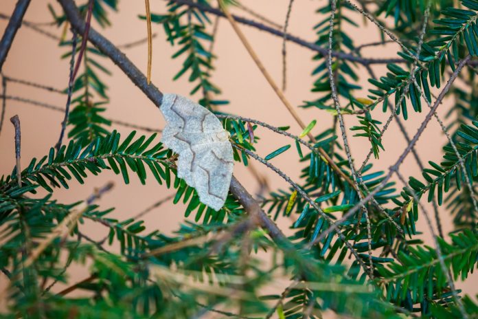 48900603813_2a3ed43c7e_o