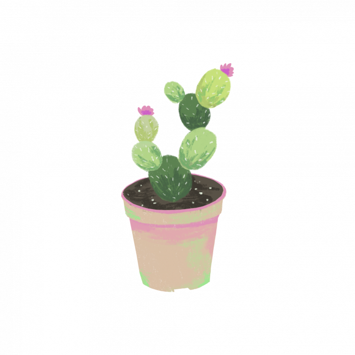 ShaheenVirk-houseplant1