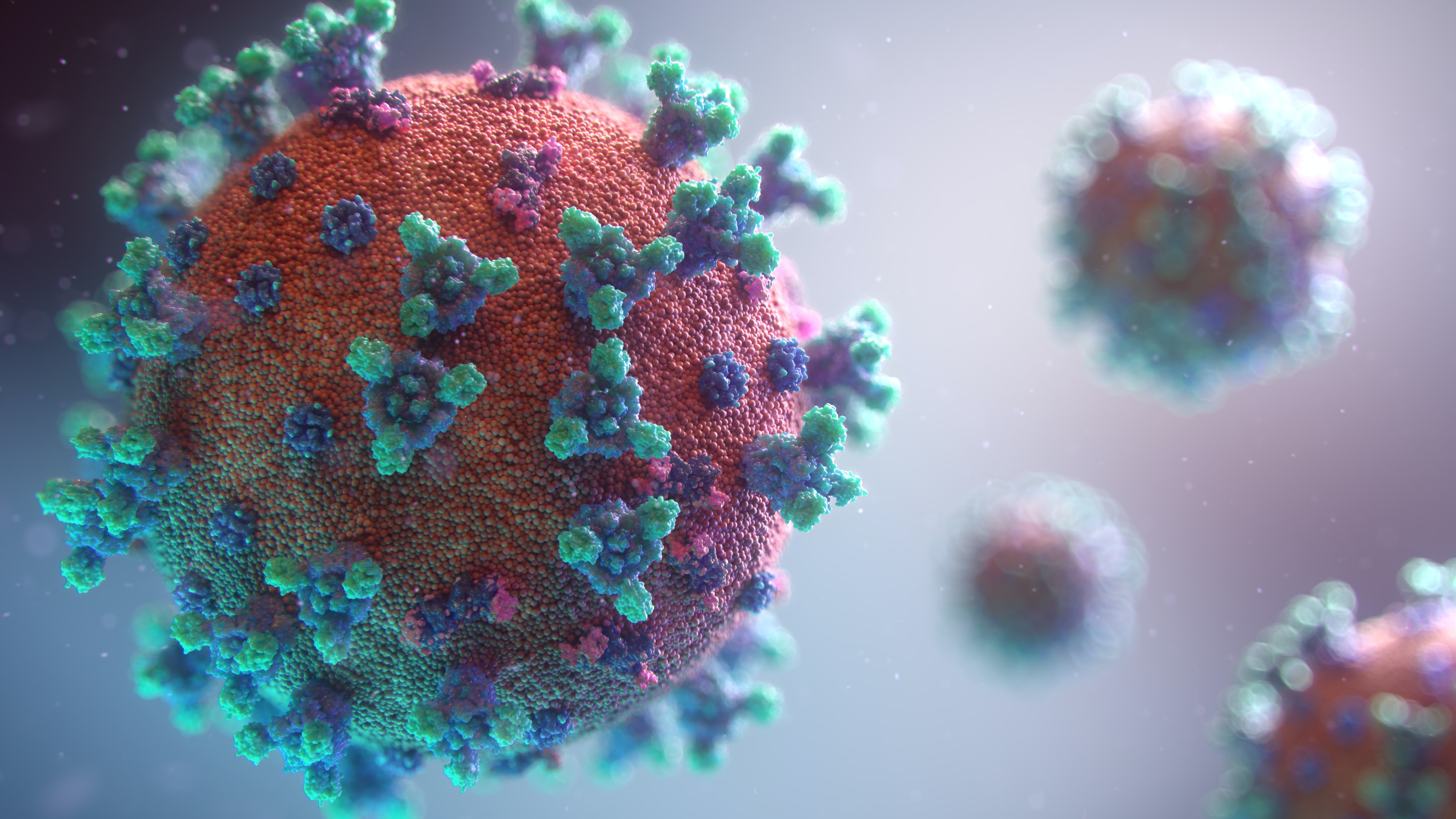 A picture of the COVID-19 virus.