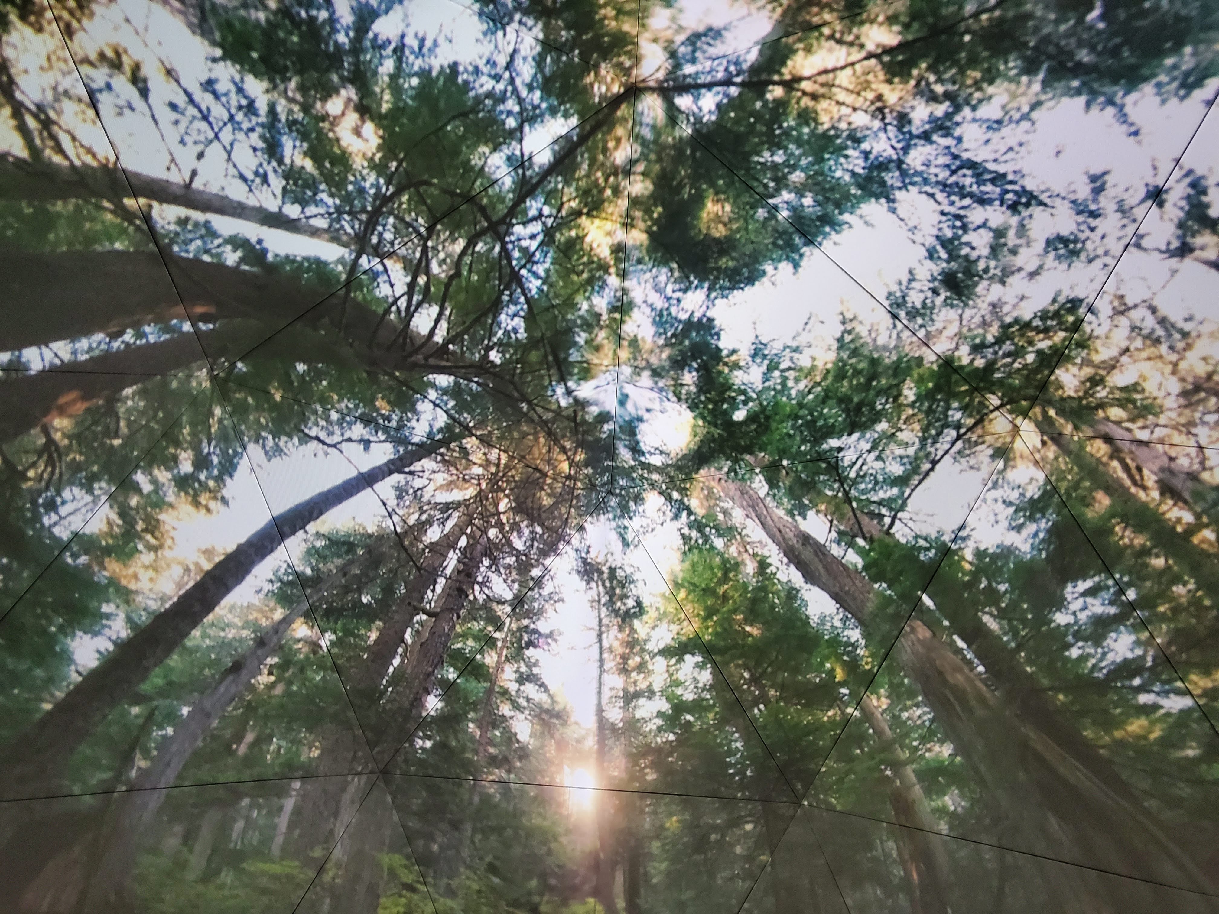 Picture of an ancient forest, angled upwards to showcase height of trees