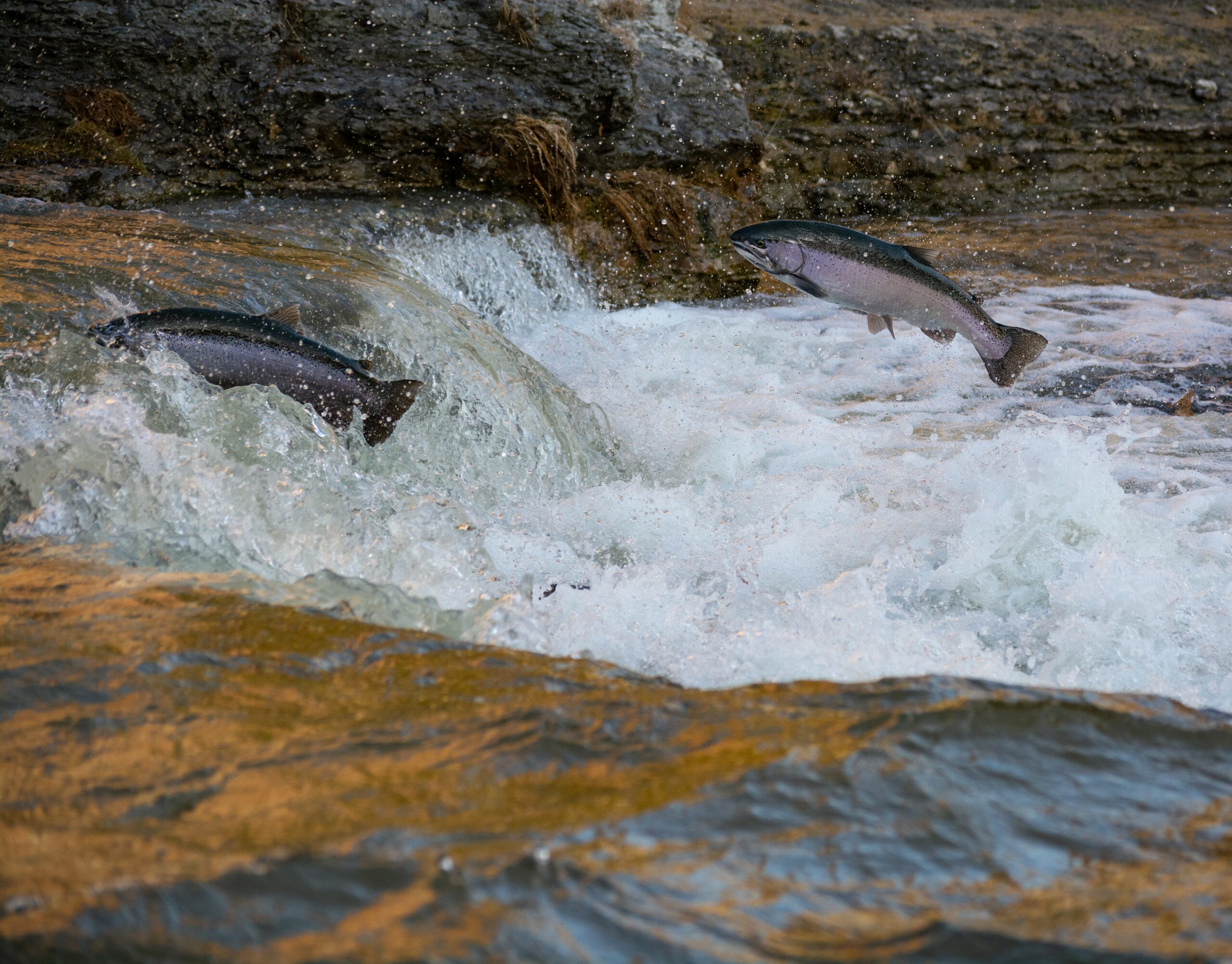 Salmon jumping over water