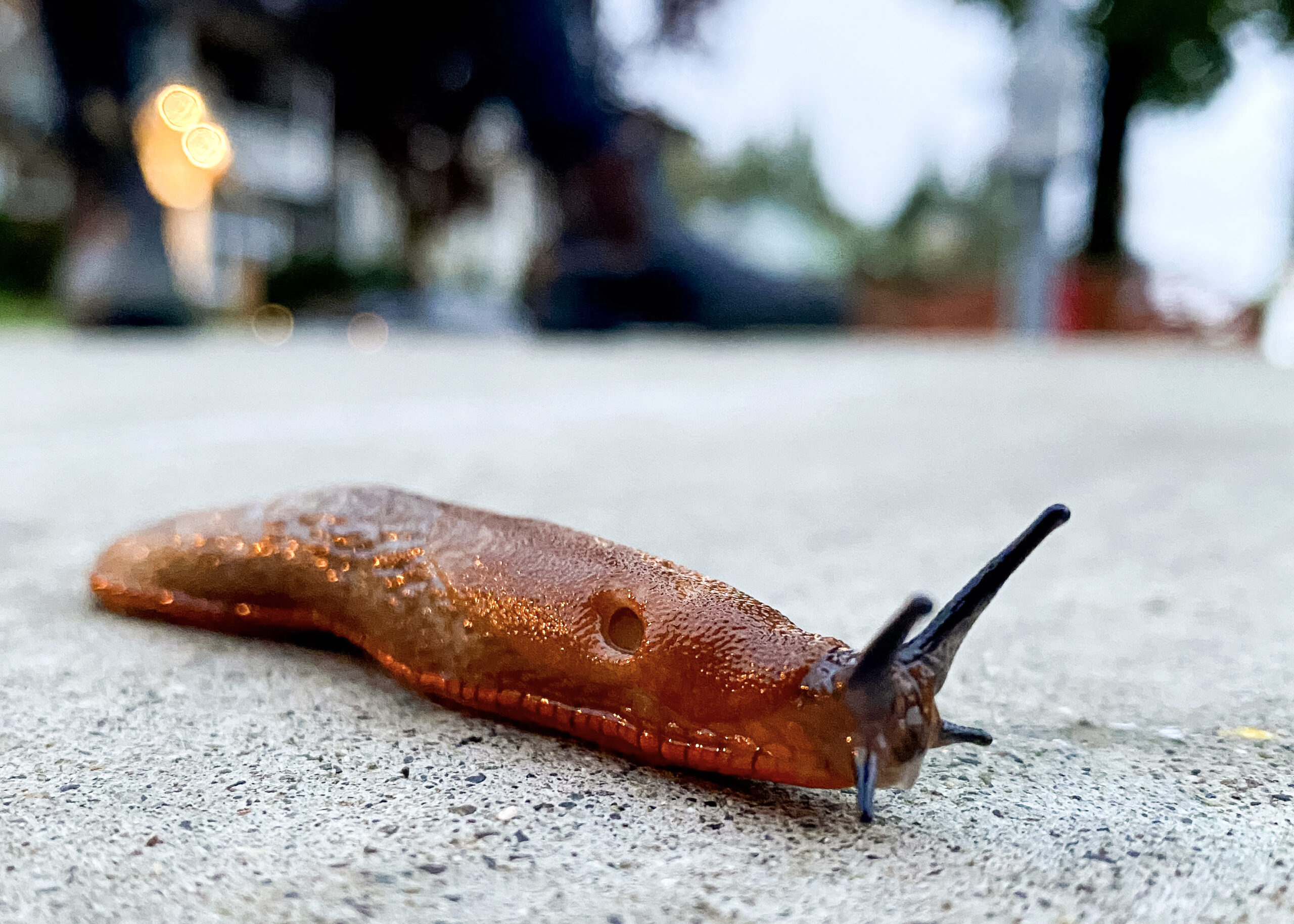 a brown slug on sidewalk