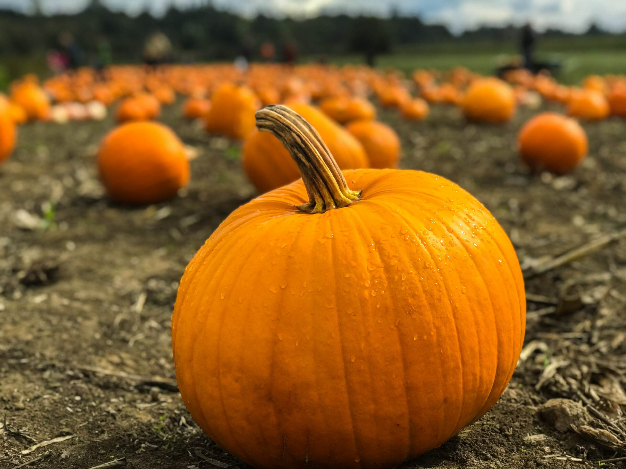 a thriving pumpkin patch