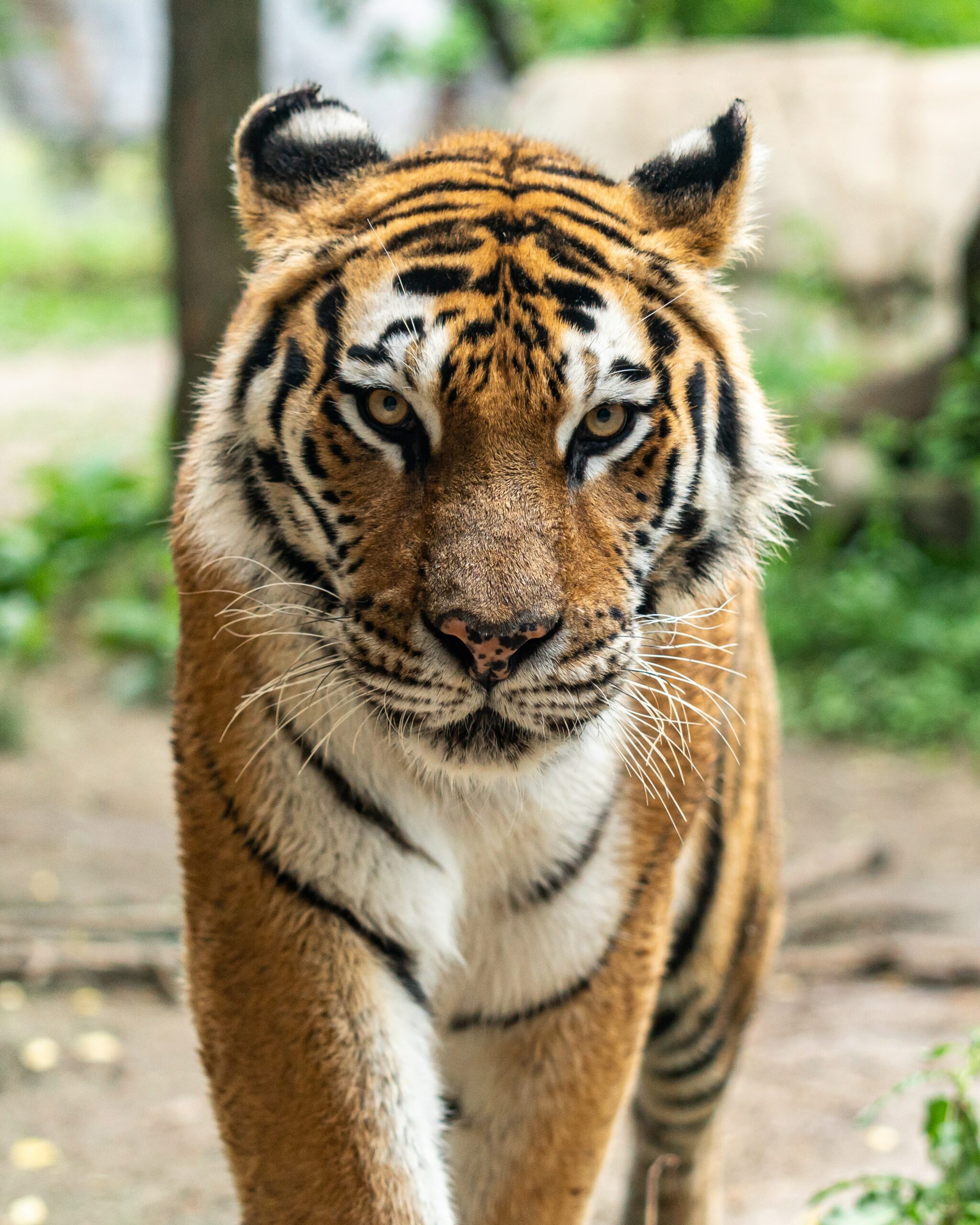 tiger looking at camera