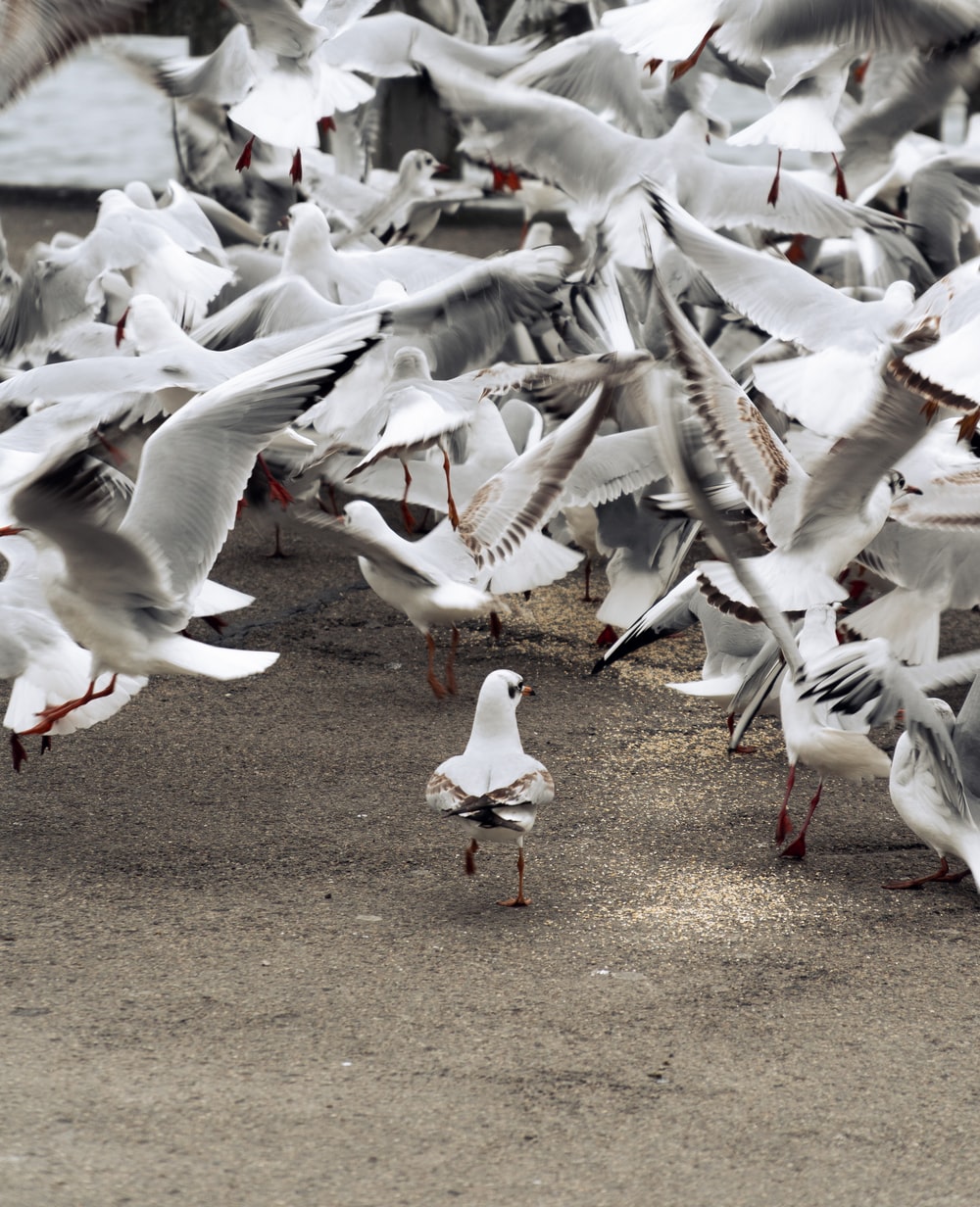 A solitary bird is walking, while a crowd of other birds surrounding it are taking off. The birds are white-ish, and have gray and black markings. Most of the frame is taken up by birds in flight.