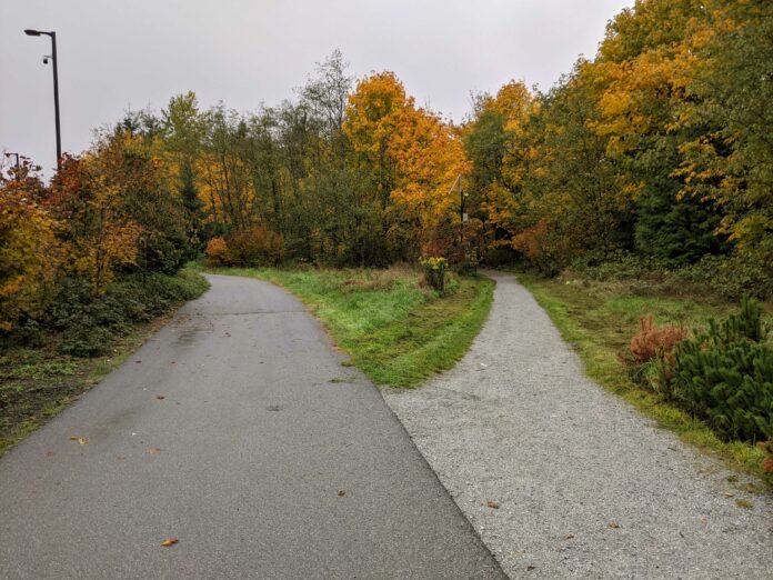 Hiking A photo of the University Dr. trail divulging into two paths.