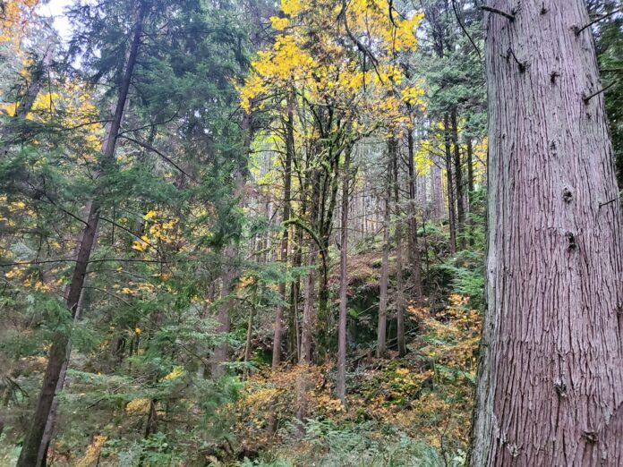 Hiking A photo of a collection of tall trees on a steep hill on Minnekhada Park.