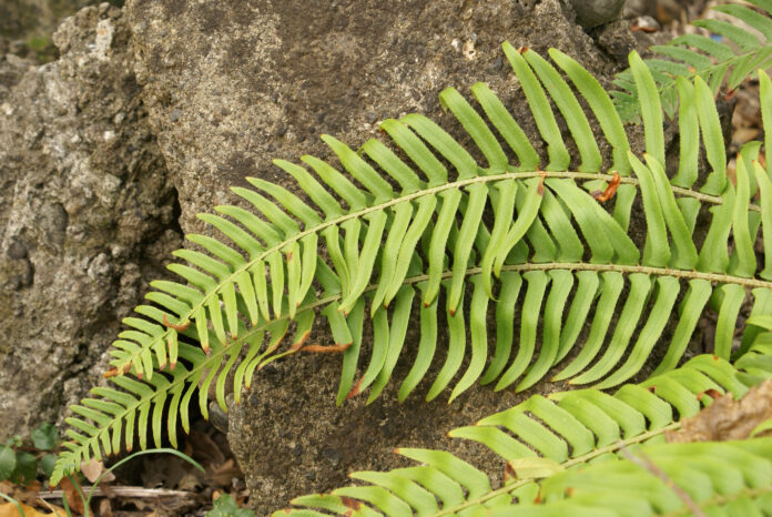 an Indigenous fern in BC