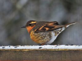 A beautiful bird. It looks to be the size of a large mango, and shares many of the same colours. Its belly is a golden yellow, and its wings and head are coloured charcoal, intricately pattered with its warm colours. It has orange stripes across its wings, head, and throat. Overall, it is stunning.