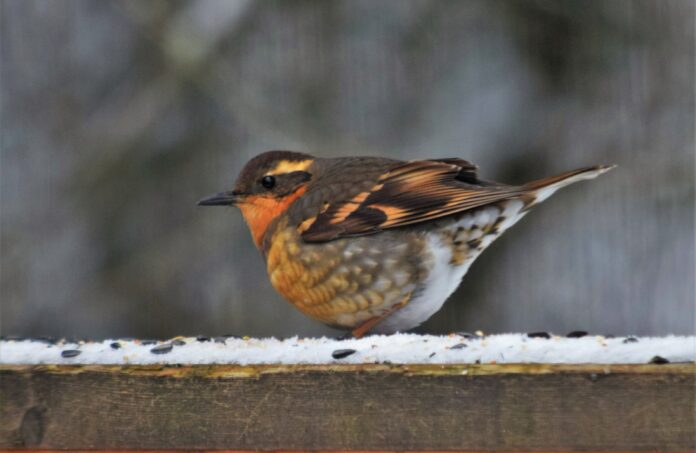 A beautiful bird. It looks to be the size of a large mango, and shares many of the same colours. Its belly is a golden yellow, and its wings and head are coloured charcoal, intricately pattered with its warm colours. It has orange stripes across its wings, head, and throat. Overall, it is stunning.