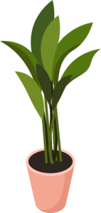 Illustration of a tall cast iron plant in a peachy pink planter