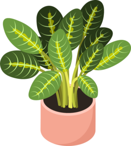 Illustration of a prayer plant in a cylinder peachy pink planter