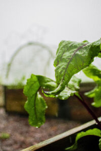 Two green leaves covered with dew and the one in front curling to the left