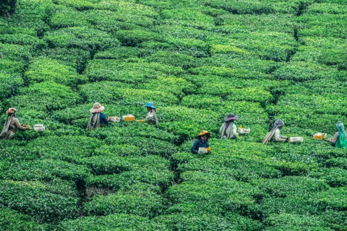 Seven farmers are working in the fields. The image is an aerial shot where the field spans a large distance.