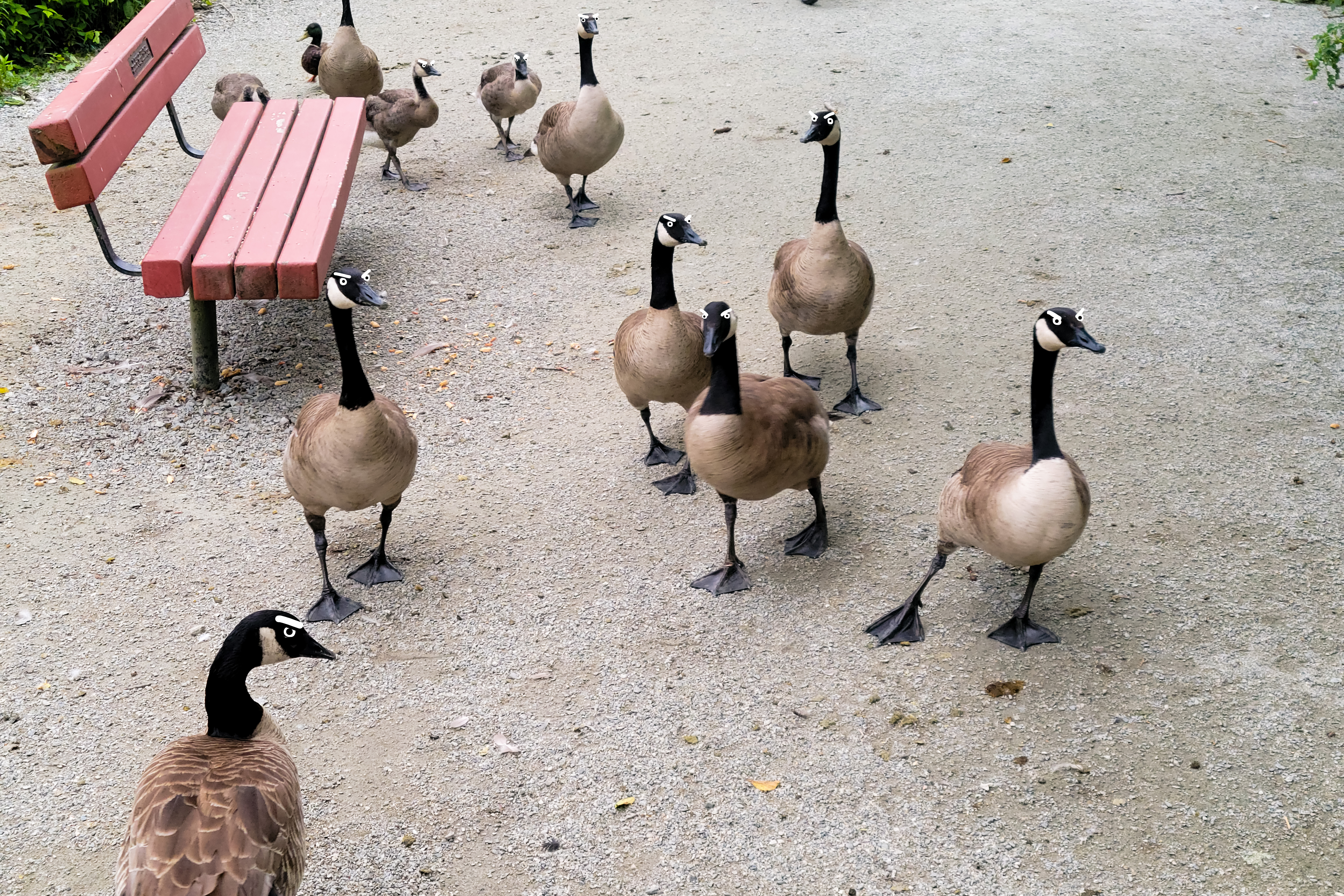 Photo of a flock of geese with angry eyebrows doodled over their faces