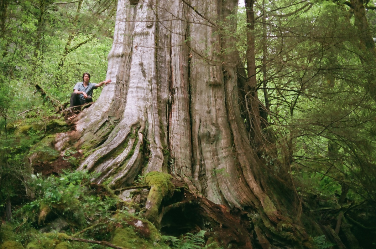 The photo is of the base of the fourth-widest tree in Canada. A man stands next to the tree to showcase the huge size of the tree.