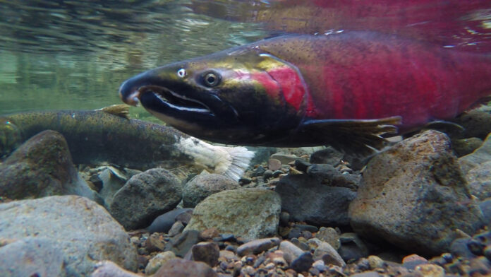 16148984560_fbe1882acd_o The photo is of a red salmon underwater. The fish is swimming in a shallow river above small rocks on the riverbed.
