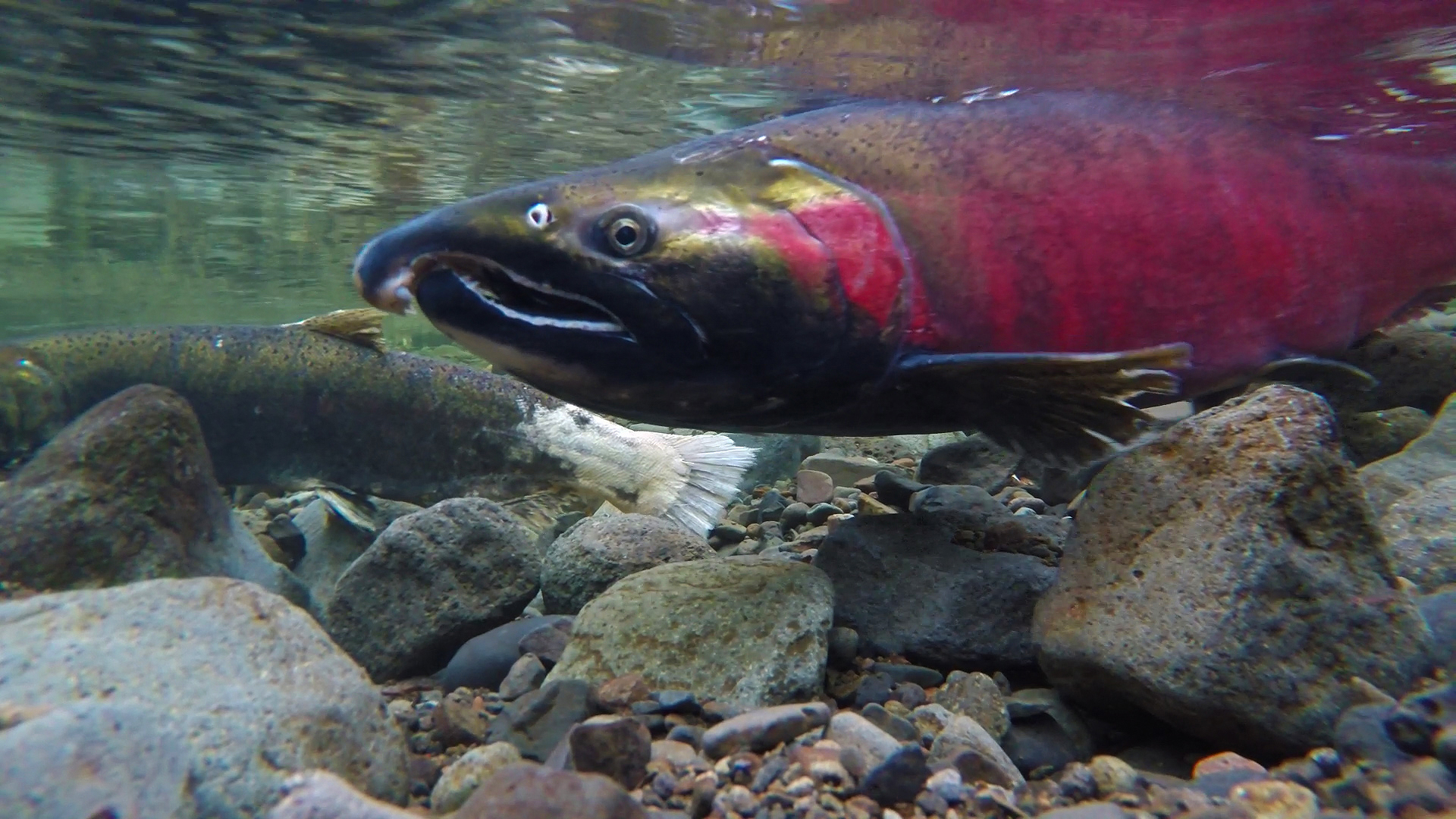 The photo is of a red salmon underwater. The fish is swimming in a shallow river above small rocks on the riverbed.