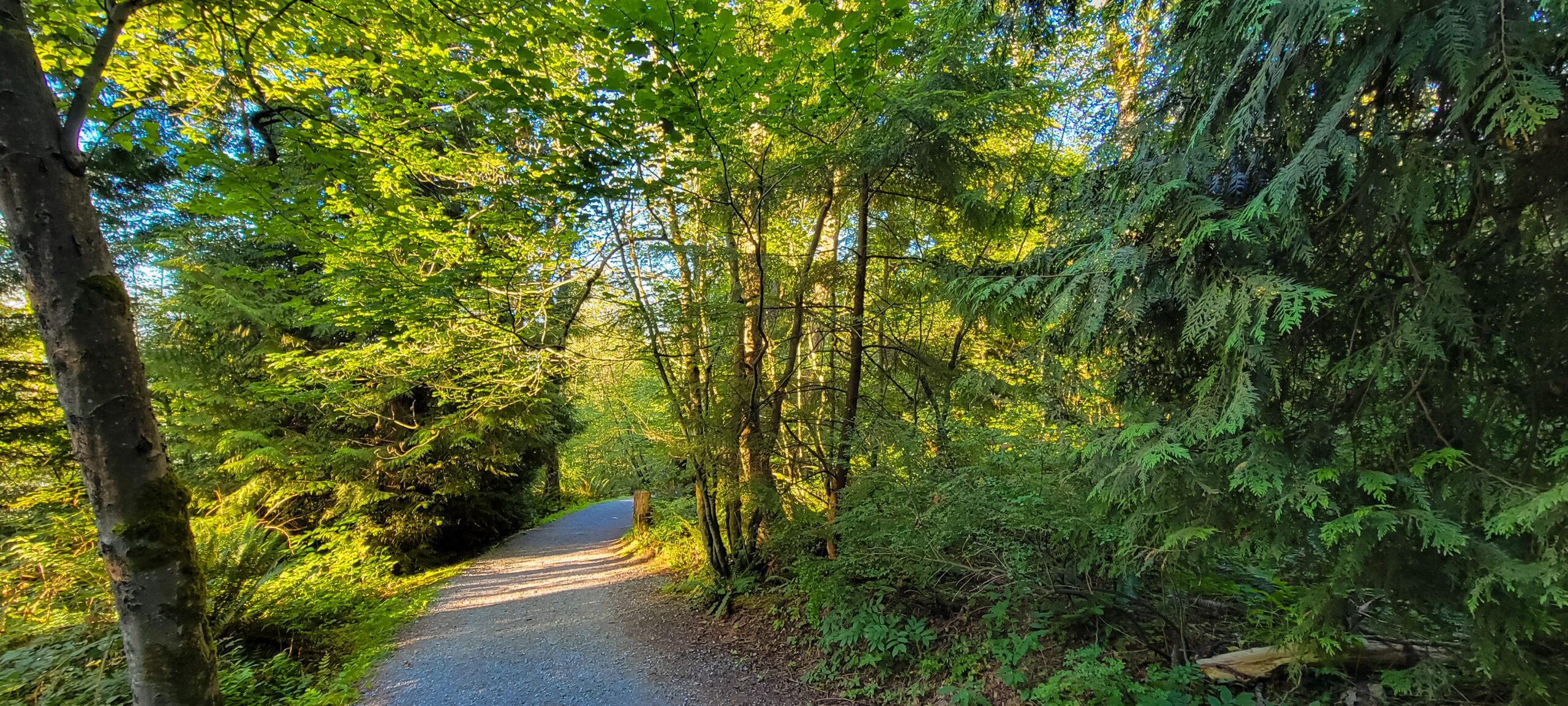 The picture is of a trail on Burnaby Mountain. Both sides of the trail are filled with bright greenery and trees. The sun is shining through the trees onto the gravel path.