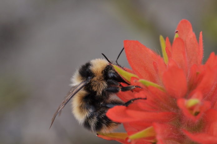 The photo is of a bee sitting on a flower.