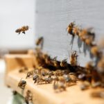 Professor investigates chemical compounds to control honey bee parasites The photo is of a bee hive where multiple honey bees are entering and exiting a beekeeper box.