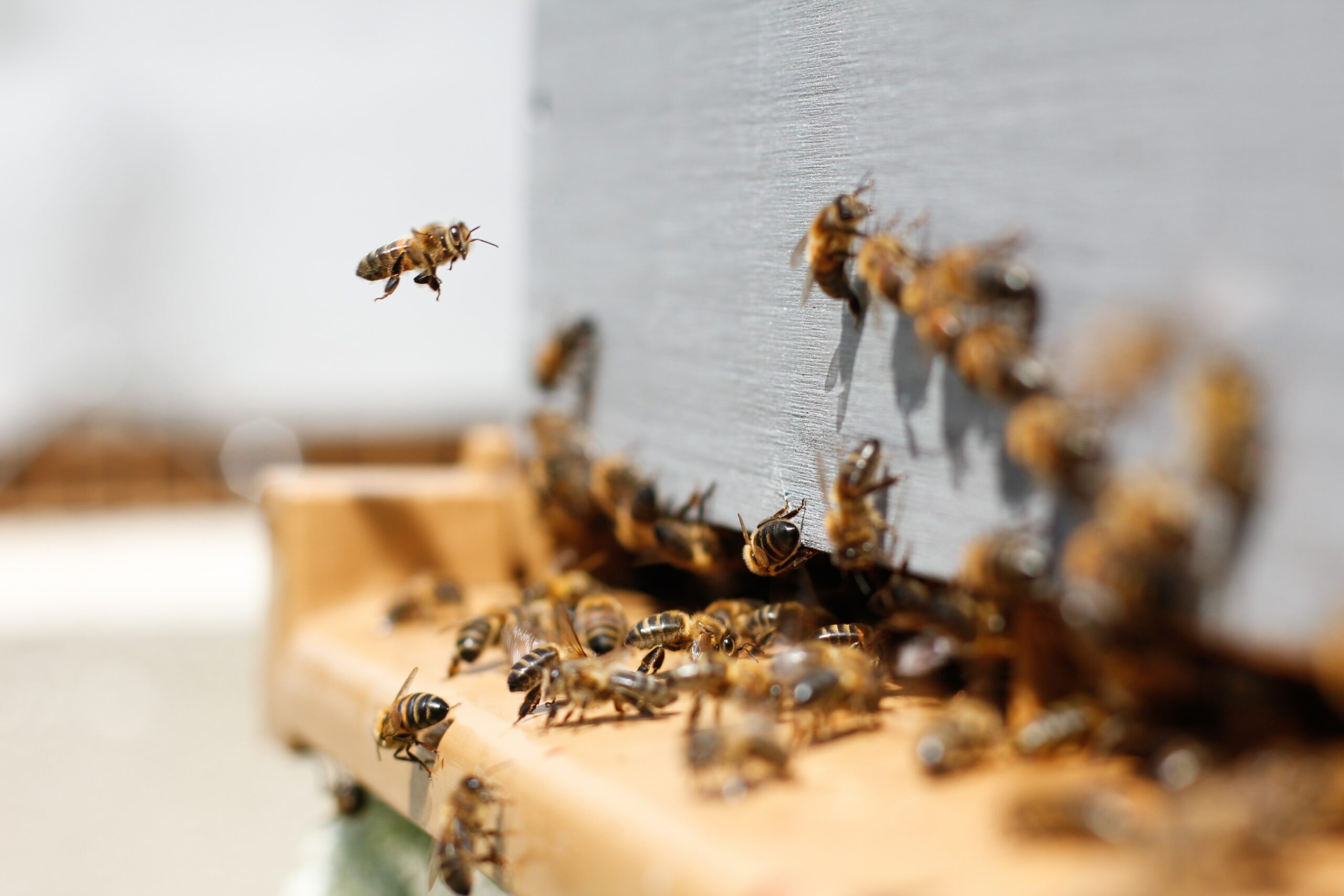 The photo is of a bee hive where multiple honey bees are entering and exiting a beekeeper box.