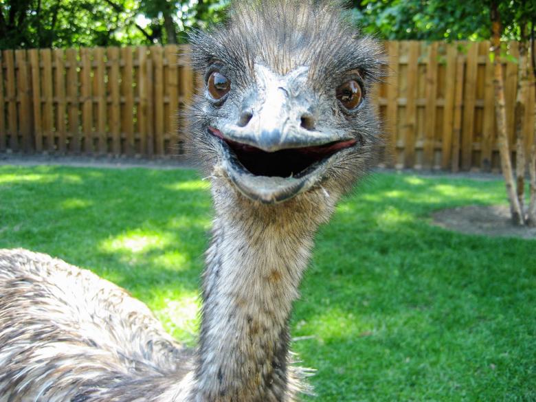 A photo of an emu staring at the camera.