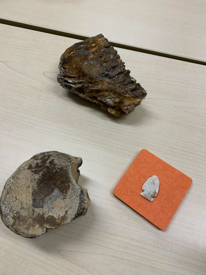 This is a photo of an atlatl stone point, baby mammoth molar, and dinosaur vertebrae.