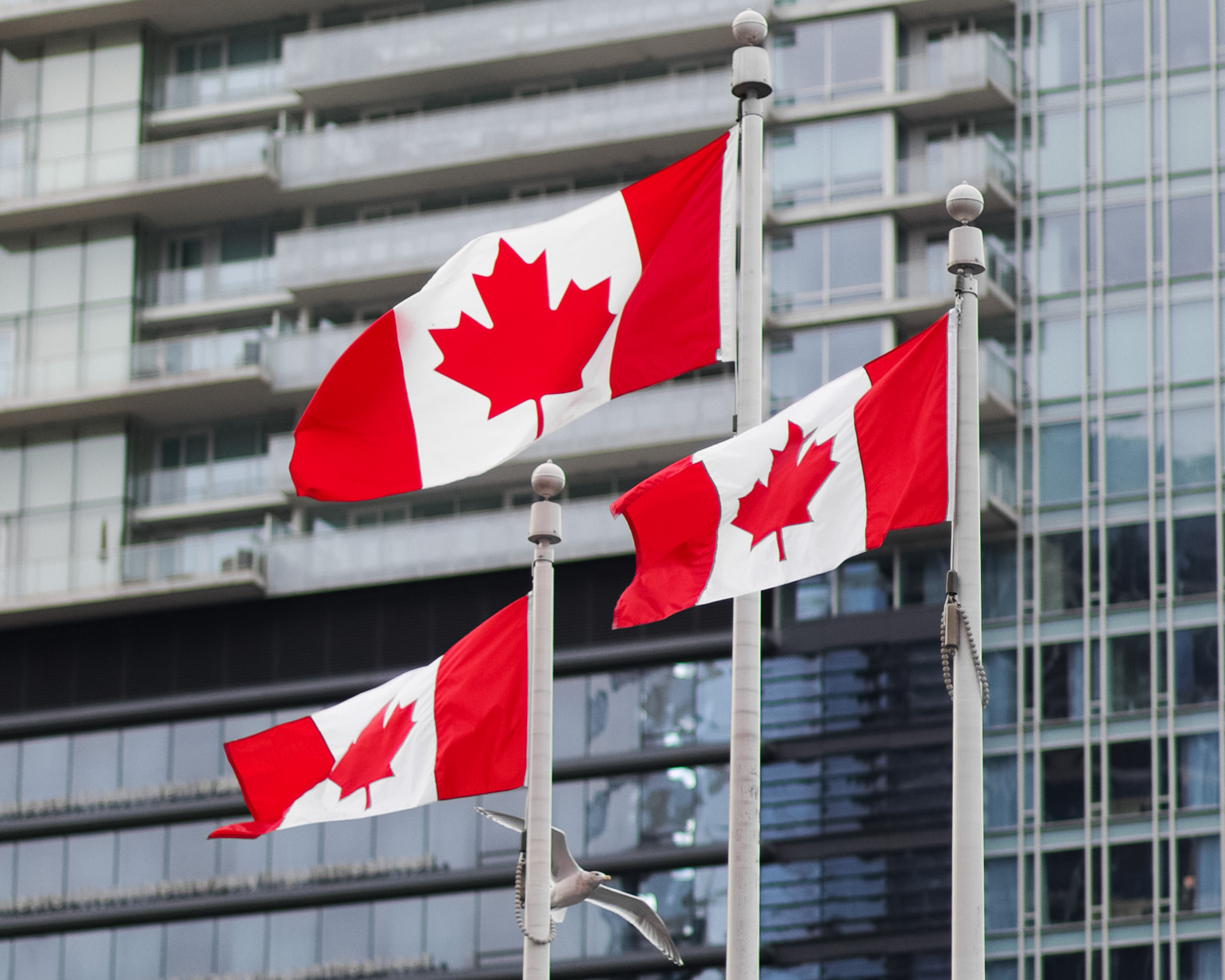 multiple Canadian flags on flagpoles