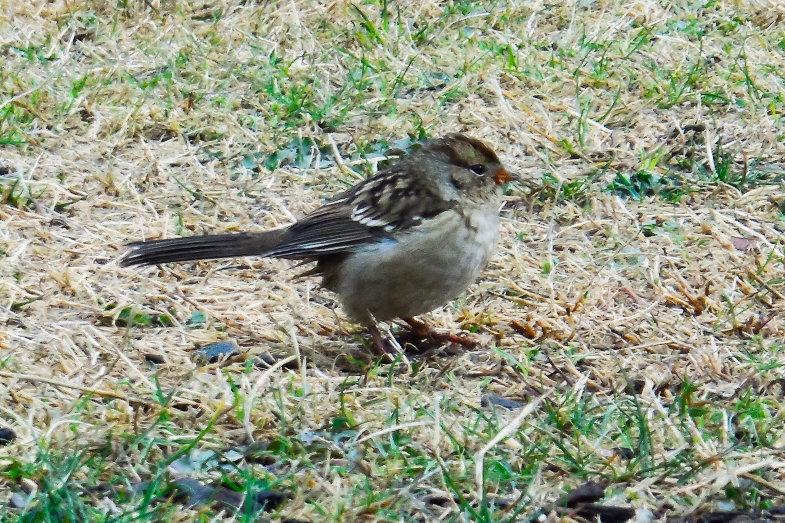 This is a photo of a small bird sitting on some grass.