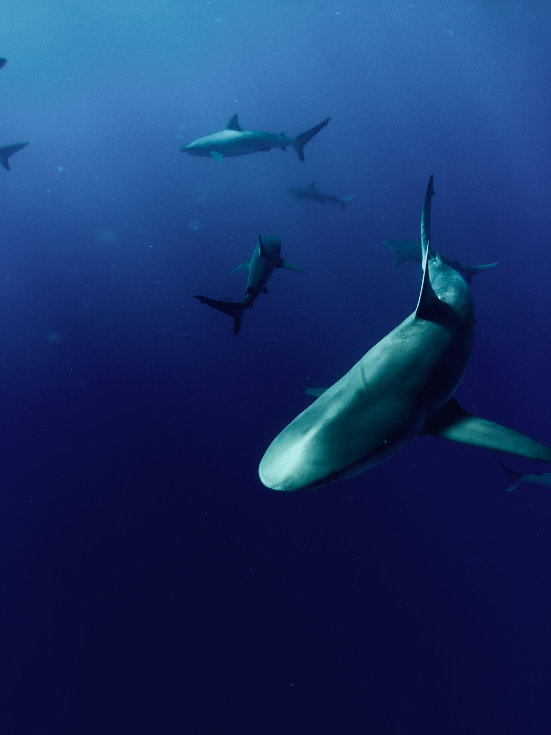 This is a photo of multiple sharks swimming in the ocean.