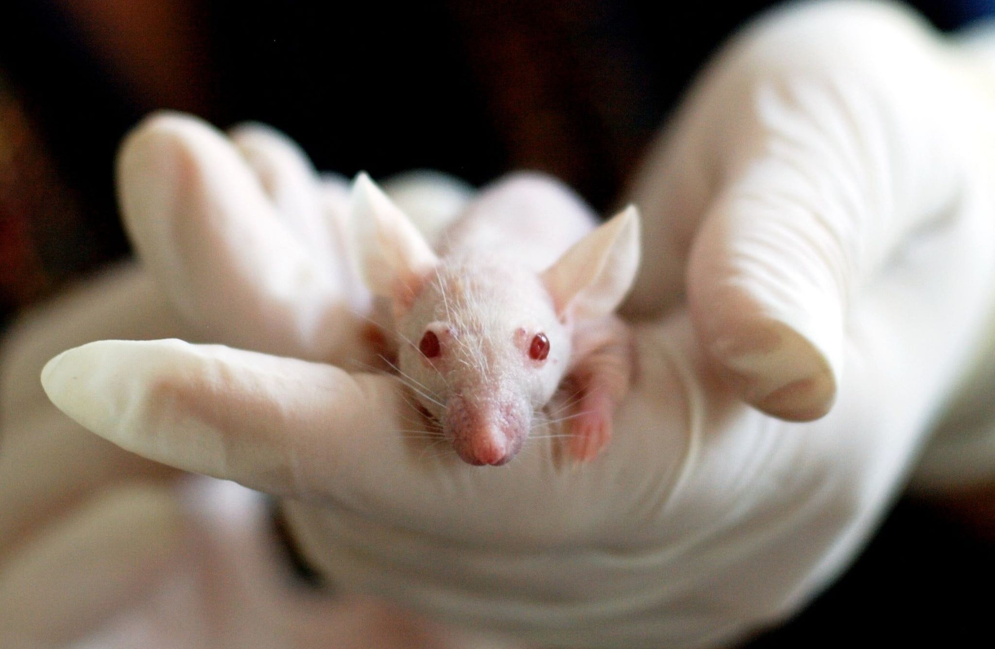 Baby white mouse in gloved hands