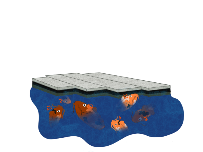 Illustration of the koi fish in AQ, looking visibly angry.