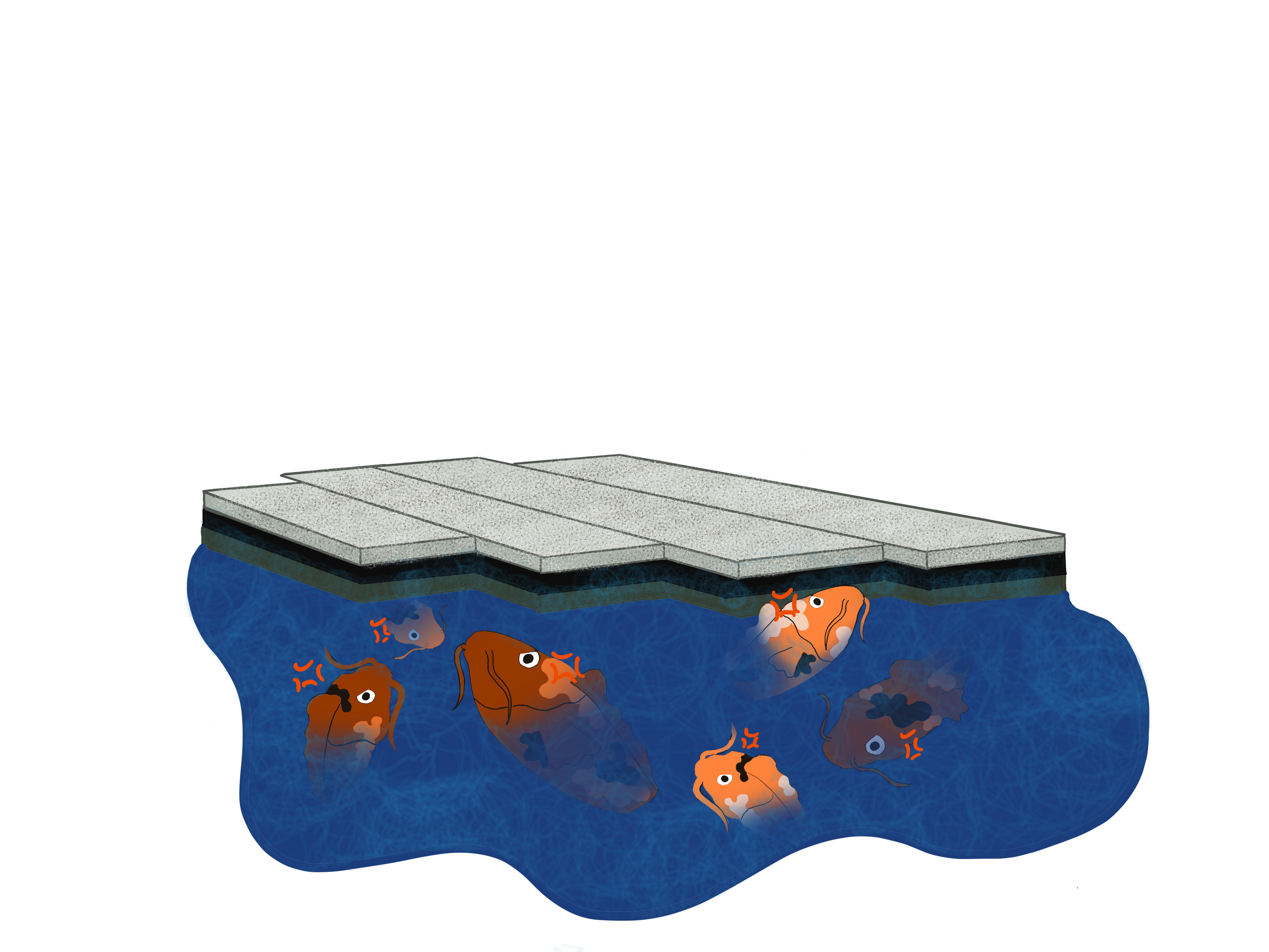 Illustration of the koi fish in AQ, looking visibly angry.