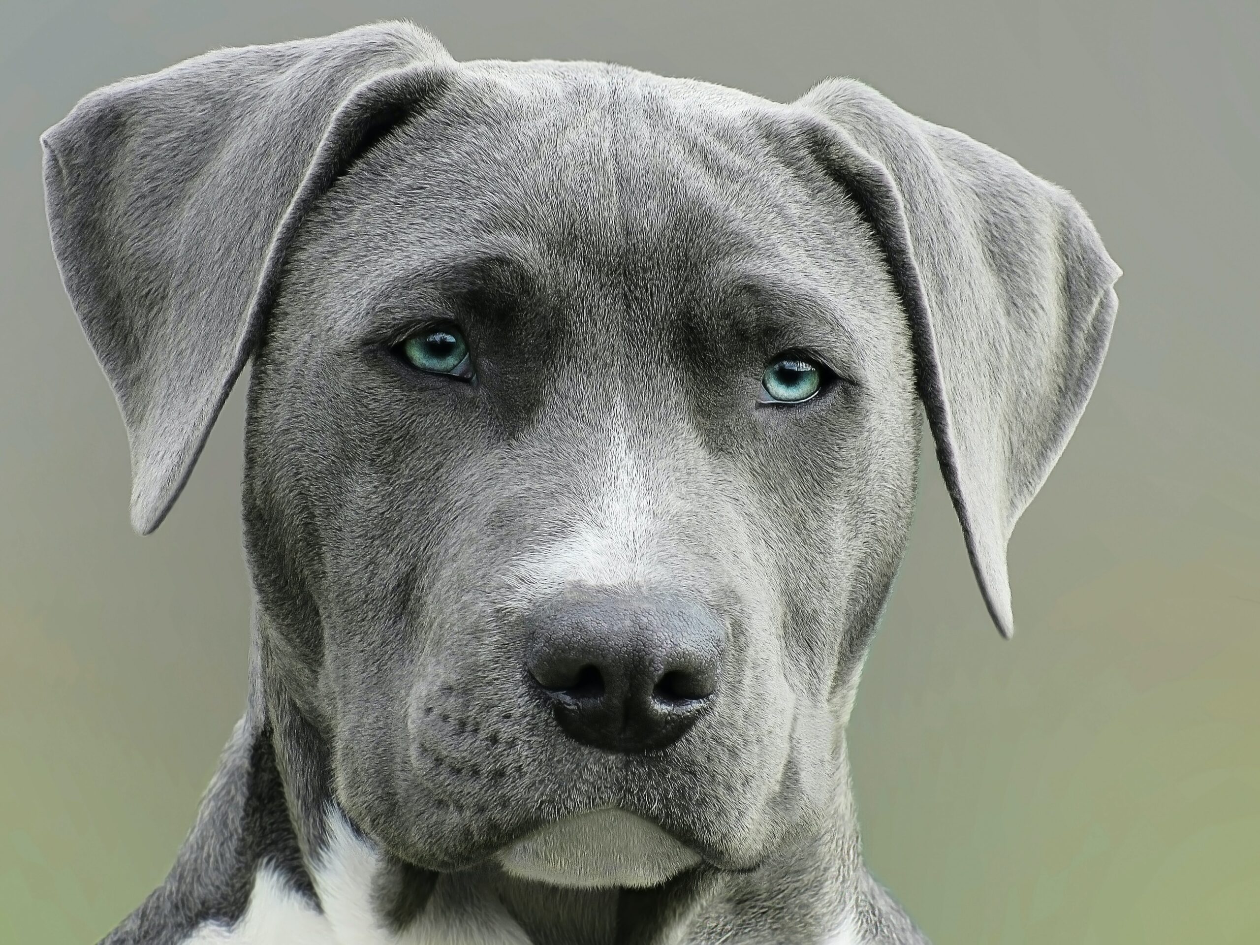 A photo of a grey dog with blue eyes.