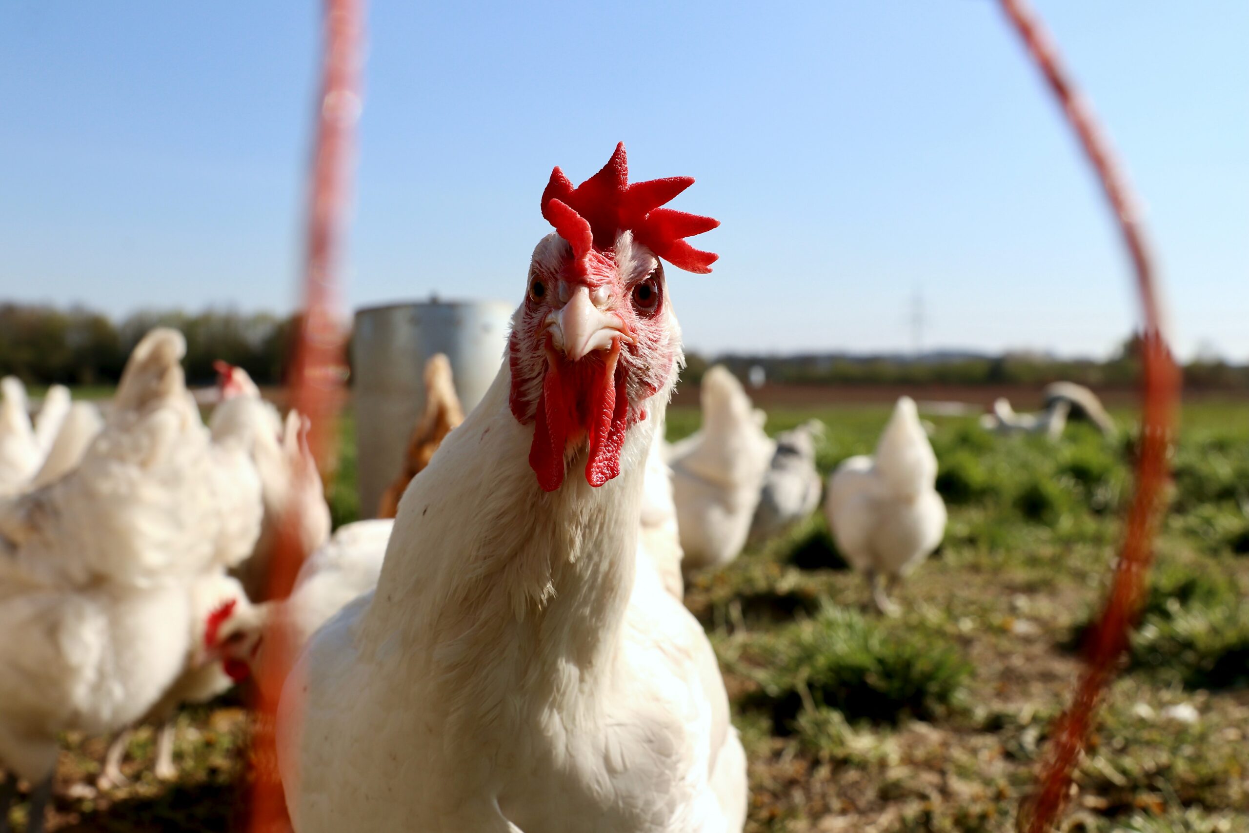 close up of a chicken on a farm