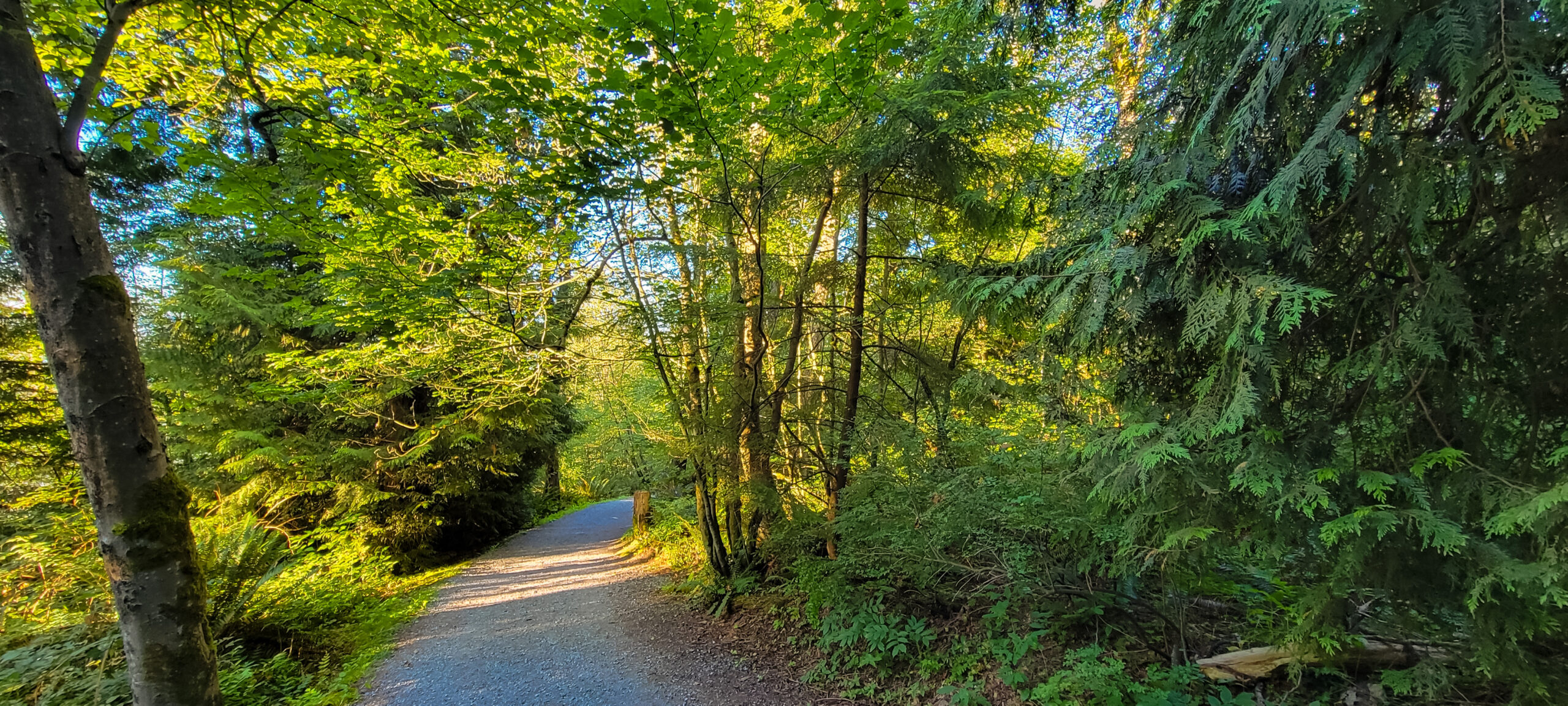 This is a photo of a trail on Burnaby Mountain. The trail is a dirt path with think forest on either side