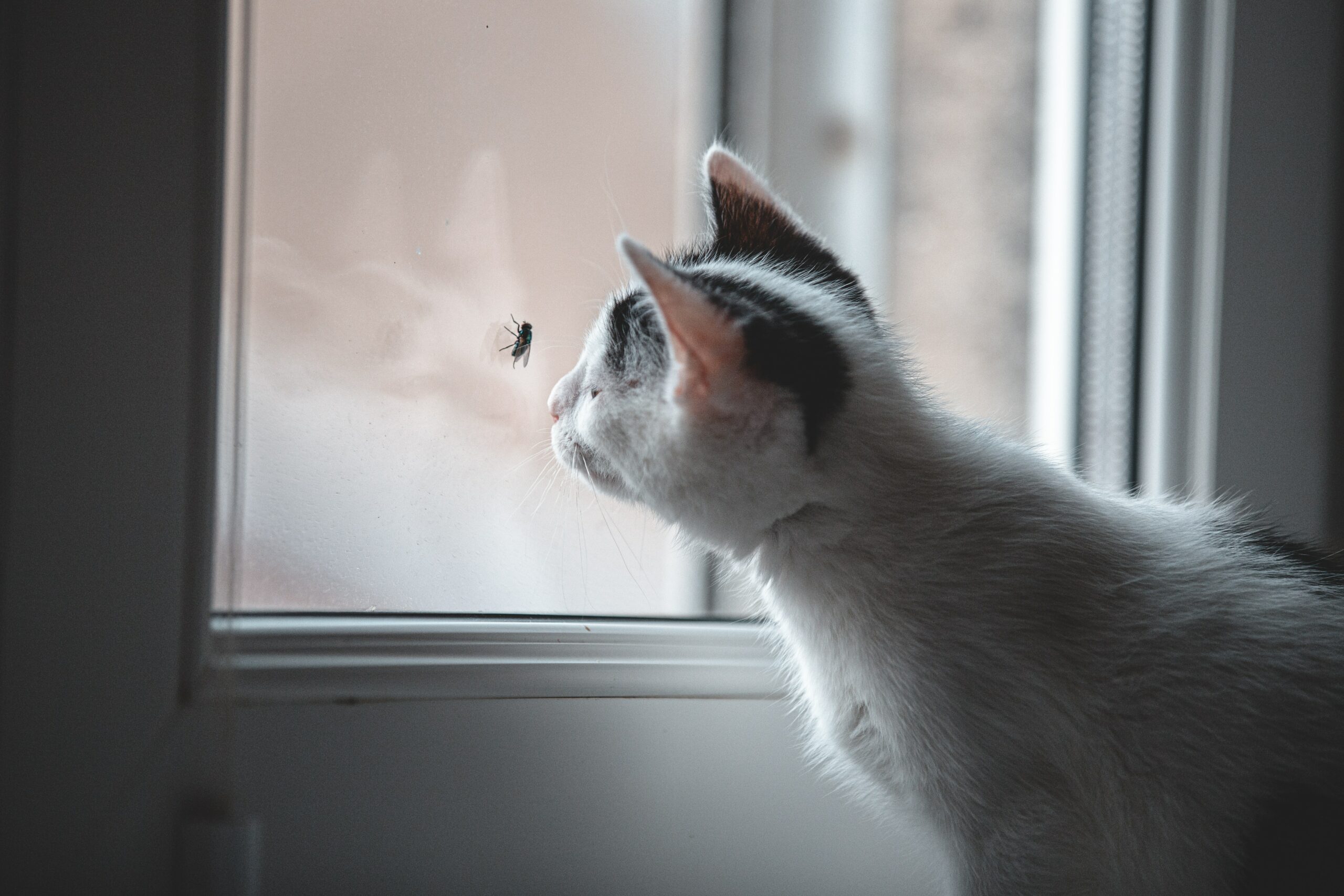 Cat staring at a fly on a window