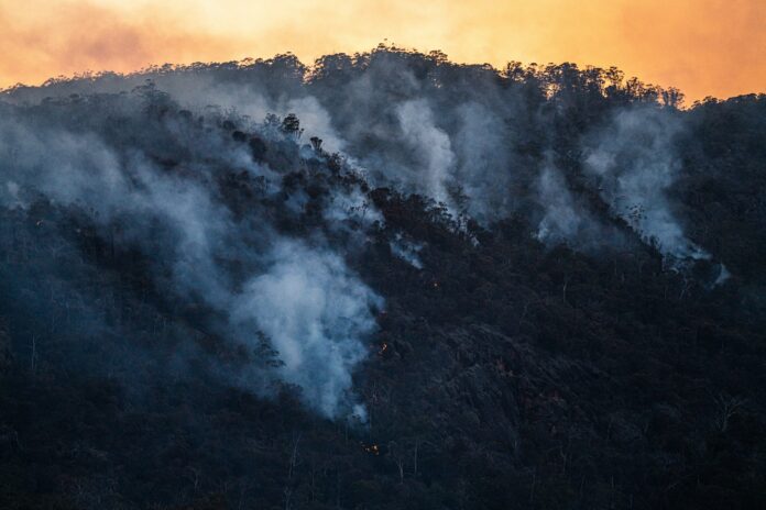 A stock photo of a forest on fire.