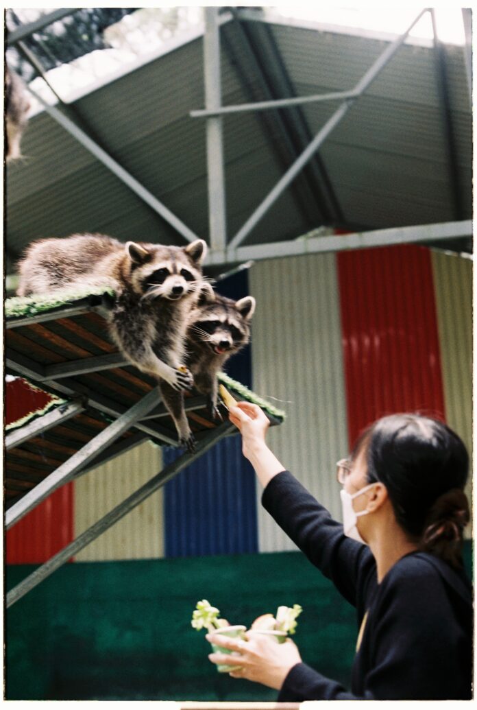 Raccoon Woman handing food to two racoons